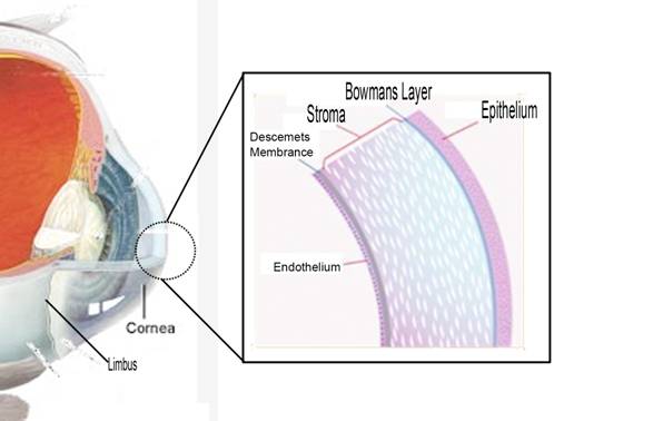 http://www.visionfortomorrow.org.php5-20.ord1-1.websitetestlink.com/wp-content/uploads/2012/04/Eye-Anatomy-cornea2.jpg
